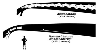 Zürafadan altı kat uzun: Boynu 15 metreye ulaşan dinazor tespit edildi