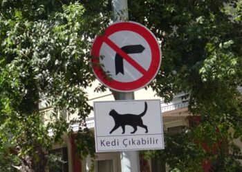Kadıköy’de 34 kedi ölü bulundu: İnceleme başlatıldı