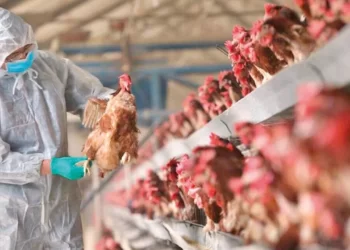 Afyonkarahisar ve Denizli’de kuş gribi nedeniyle 6,5 milyon kanatlı hayvan itlaf edildi