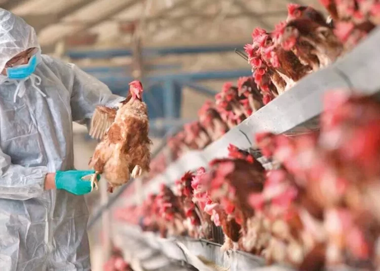 Afyonkarahisar ve Denizli'de kuş gribi nedeniyle 6,5 milyon kanatlı hayvan itlaf edildi 1 Afyonkarahisar ve Denizli’de kuş gribi nedeniyle 6,5 milyon kanatlı hayvan itlaf edildi