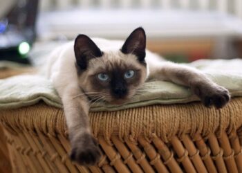 Dünyanın en yaşlı siyam kedisi öldü