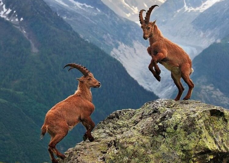 Yaban keçisi avlayan kişiye 261 bin lira para cezası 1 Yaban keçisi avlayan kişiye 261 bin lira para cezası