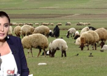 Hande Fırat küçükbaş hayvan işine girdi: Bakanlıktan dev hibe