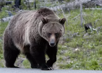 İtalya’da bir kişiyi öldüren ayı yakalandı; akıbetini mahkeme belirleyecek