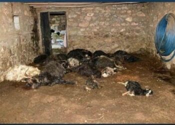 Kış uykusundan uyanan ayı, 34 keçiyi öldürdü, arı kovanlarını parçaladı