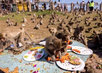 Sri Lanka, Çin’e olan borcunu maymun vererek ödedi