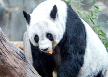 Tayland’ın ünlü pandası 22 yaşında hayatını kaybetti