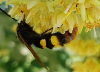 Meksika’da yaban arıları 1 kişiyi öldürdü