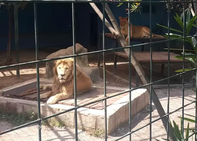 Selfie çekmek için kafese giren aileye aslan saldırdı