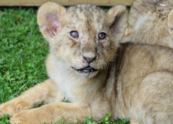 Erdoğan’a hediye edilen aslanların yavruları oldu