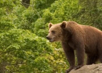 Koşucuyu öldüren ayı hakkındaki itlaf kararı durduruldu