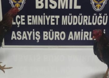 Horozları koruma derneğine ‘horoz dövüşü’ baskını