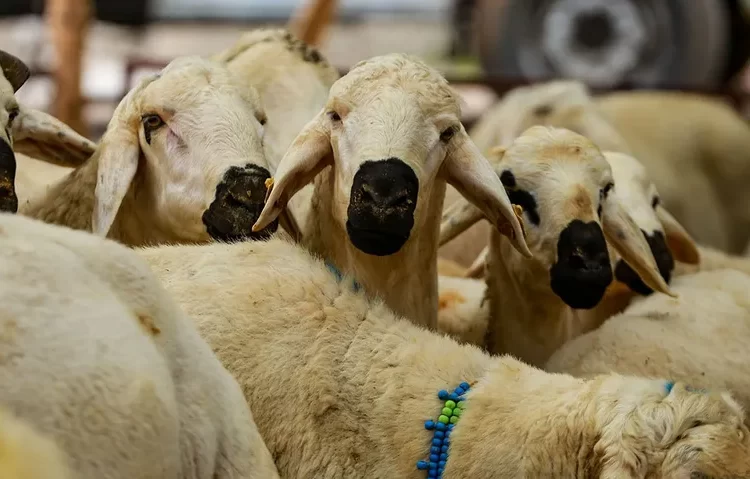 2023 yılı vekâletle kurban kesim bedelleri açıklandı