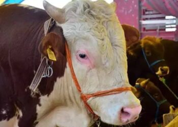 Kurbanlık fiyatlarında yıllık artış yüzde 150