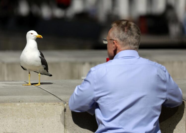 Birleşik Krallık’ta bonzai alarmı: “Martılar psikopata dönüyor”