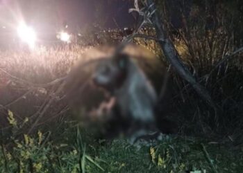 Ankara’da 17 köpek ağacı asıldı, 3’ü öldü