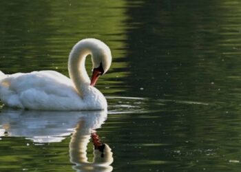 Halkın sevgilisi kuğuyu kaçırıp yemişler