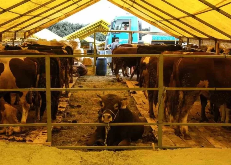 Kurbana ‘yüksek fiyat’ gölgesi düştü: Vatandaş alamıyor