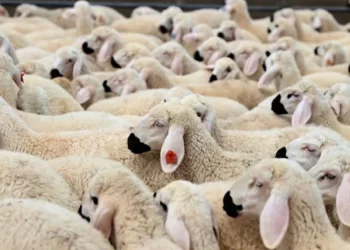 Aman dikkat! Kurbana dolandırıcılar dadandı