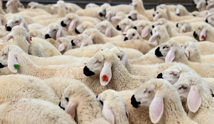 Aman dikkat! Kurbana dolandırıcılar dadandı 1 Aman dikkat! Kurbana dolandırıcılar dadandı