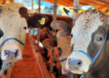 Kurbanlık fiyatları el yakıyor: Büyükbaş fiyatları 84 bin TL’den başlıyor