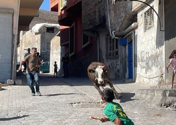 Kaçak boğa iki saatlik kovalamaca sonrasında yakalanabildi