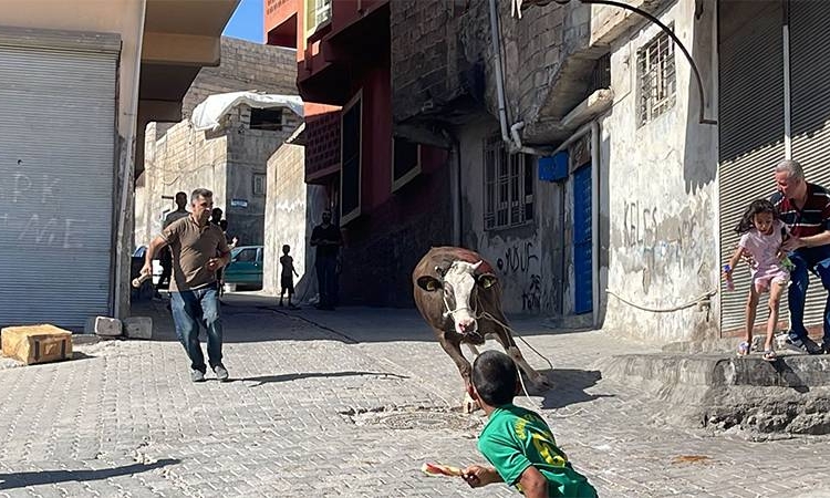 Kaçak boğa iki saatlik kovalamaca sonrasında yakalanabildi 1 Kaçak boğa iki saatlik kovalamaca sonrasında yakalanabildi