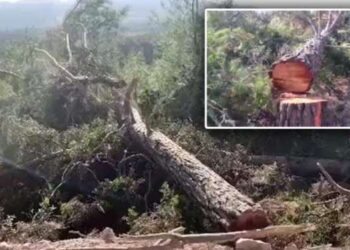 Akbelen’i katleden şirket teşviğe boğulmuş