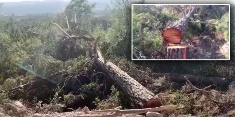 Akbelen’i katleden şirket teşviğe boğulmuş