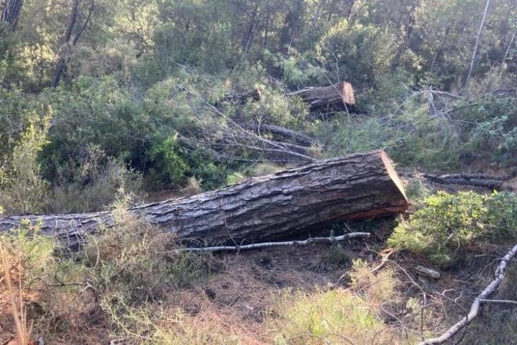 Muğla Valiliği: Akbelen’de ağaç kesimi tamamlandı