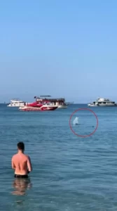 Antalya'da 'köpek balığı'nı taşla kovalamaya çalıştılar