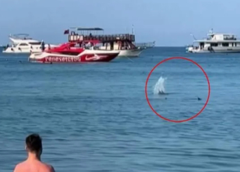 Antalya’da ‘köpek balığı’nı taşla kovalamaya çalıştılar