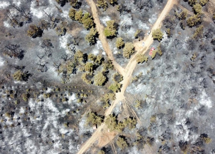 Antep'deki orman yangınında 58 hektar alan zarar gördü 1 Antep’deki orman yangınında 58 hektar alan zarar gördü