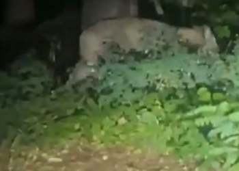 Berlin’de polis vatandaşları uyardı: Dışarıya çıkmayın, başıboş aslan dolaşıyor olabilir