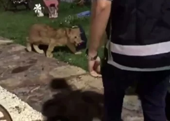 Bir villada çıkanlar şoke etti: Piton yılanı, aslan ve maymun ele geçirildi
