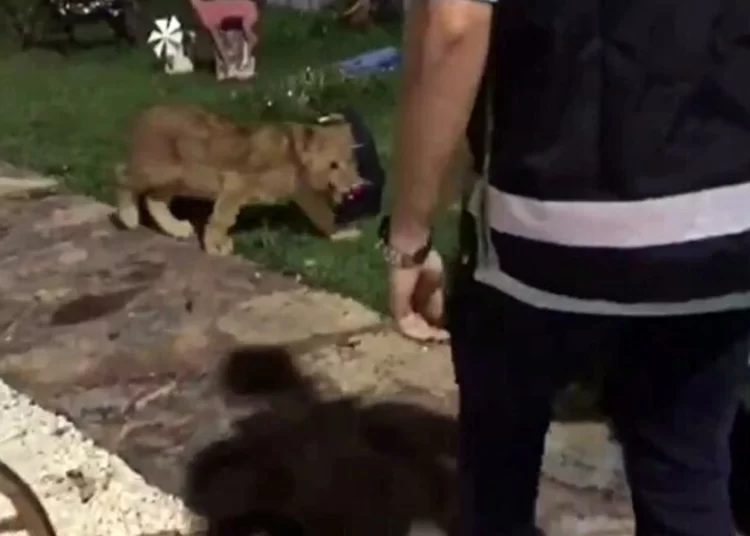 Bir villada çıkanlar şoke etti: Piton yılanı, aslan ve maymun ele geçirildi