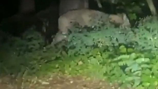 Berlin'de polis vatandaşları uyardı: Dışarıya çıkmayın, başıboş aslan dolaşıyor olabilir 1 Berlin’de polis vatandaşları uyardı: Dışarıya çıkmayın, başıboş aslan dolaşıyor olabilir