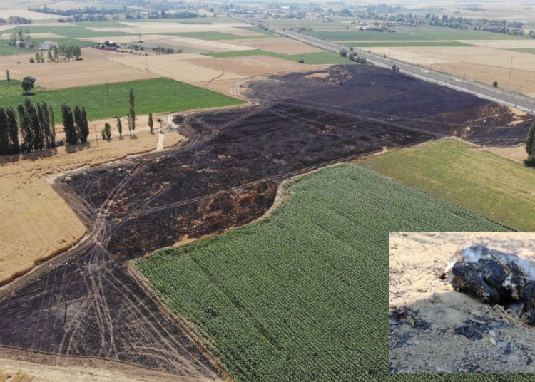 Atmaca elektrik teline takıldı, 60 dönüm ekili tarla yandı 1 Atmaca elektrik teline takıldı, 60 dönüm ekili tarla yandı