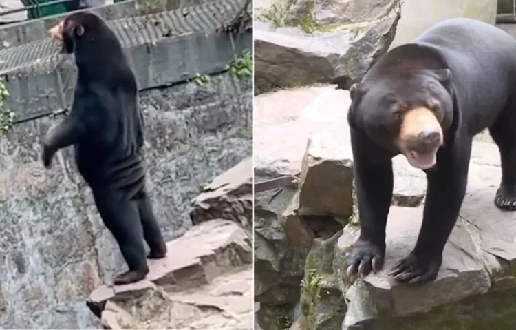 Ayıların insan olduğu iddia edilmişti: Hayvanat bahçesi açıklama yaptı 1 Ayıların insan olduğu iddia edilmişti: Hayvanat bahçesi açıklama yaptı