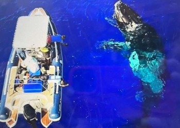 Köpekbalığı saldırısından balina kurtardı