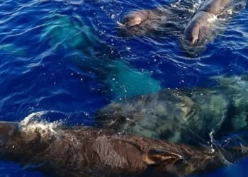 Türk sularında balinalar görüntülendi: Boyu 20 metre, ağırlıkları 57 ton