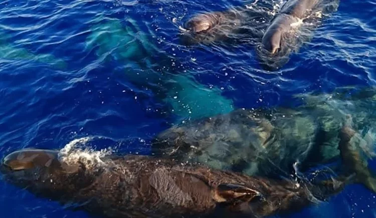 Türk sularında balinalar görüntülendi: Boyu 20 metre, ağırlıkları 57 ton