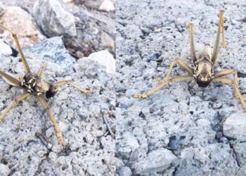 Batman’da görüldü: 20 santim büyüklüğünde ve etle besleniyor!