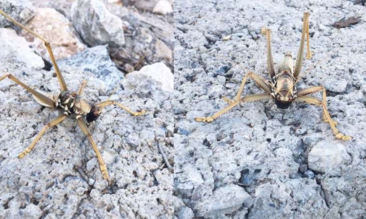 Batman’da görüldü: 20 santim büyüklüğünde ve etle besleniyor!