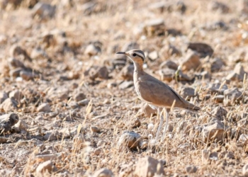 Nadir görülen bir tür… ‘Çölkoşarı” Şanlıurfa’da fotoğraflandı!