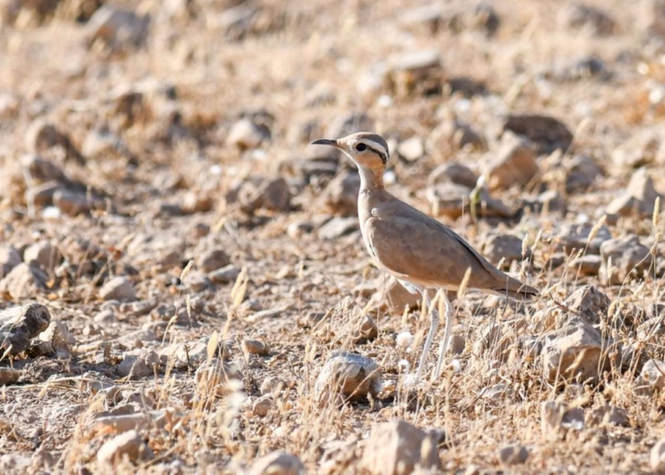 Nadir görülen bir tür… ‘Çölkoşarı” Şanlıurfa’da fotoğraflandı!