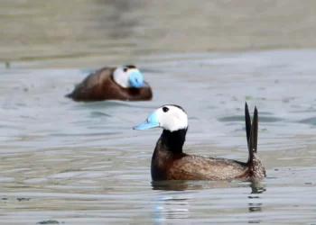 Dünyada nesli tehlike altındaki dikkuyruk, Van Gölü kıyısında ürüyor