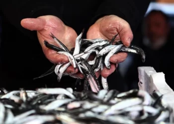 Karadeniz alarm veriyor: Hamsi yok olma tehlikesi altında