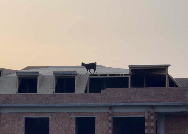 Arnavutköy’de 5 katlı binanın çatısına çıkan keçiyi itfaiye kurtardı 1 Arnavutköy’de 5 katlı binanın çatısına çıkan keçiyi itfaiye kurtardı