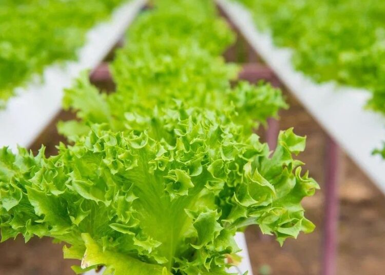 Haziran ayının zam şampiyonu kıvırcık marul 1 Haziran ayının zam şampiyonu kıvırcık marul